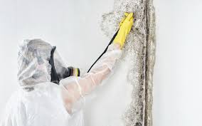 Best Mold Remediation for Healthcare Facilities  in Rutland, VT